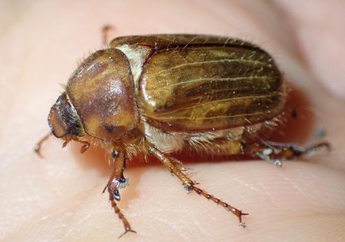 Amphimallon solstitiale